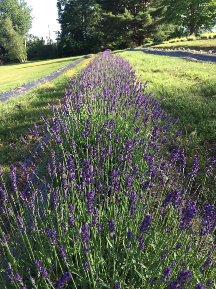 Mountain Sprigs Farm