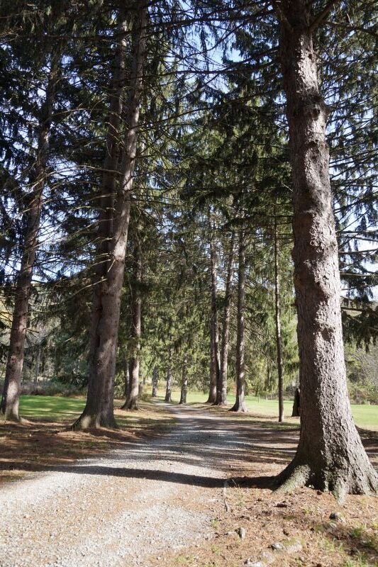 Hemlock trees along the road to the boat launch