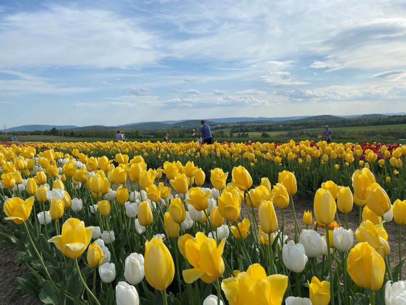 Brown Hill Farms